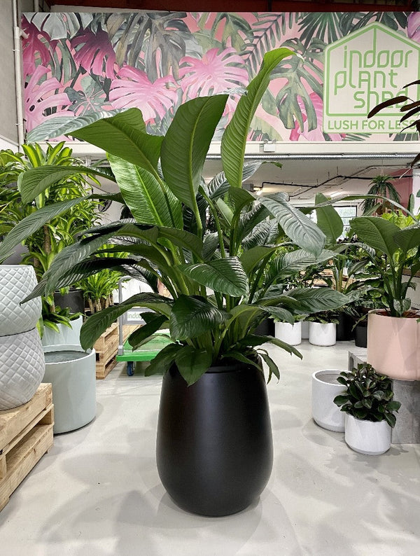 Spathiphyllum Sensation