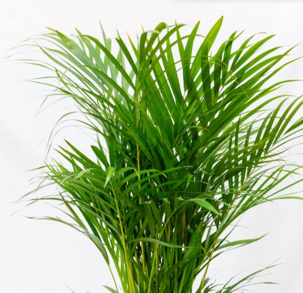 Golden Cane Palm