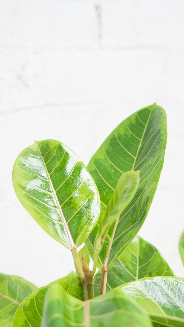 Rubber Plant Lemon & Lime