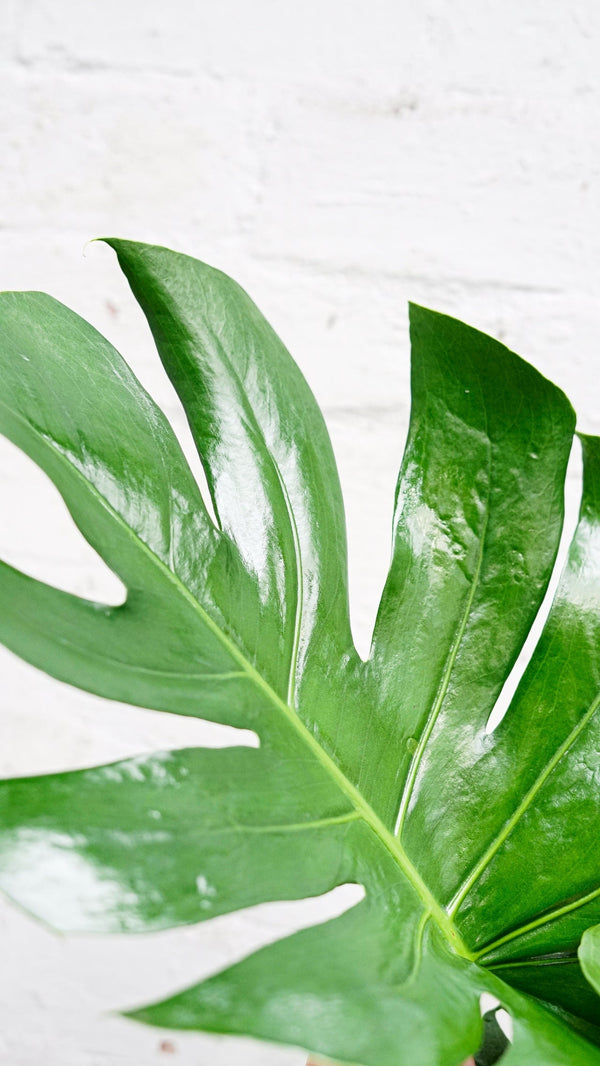 Monstera Delisiosa