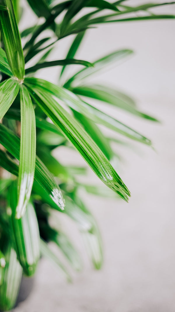 Rhapis Palm
